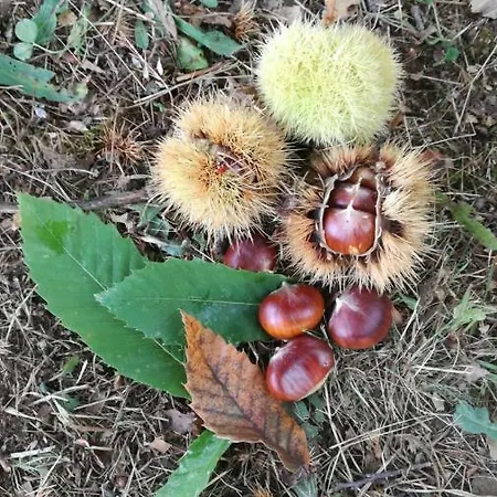 Il Castagneto Bed & Breakfast Camerino