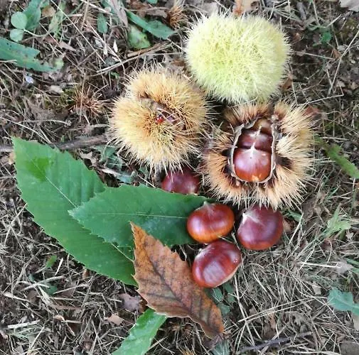 Il Castagneto Bed & Breakfast Camerino