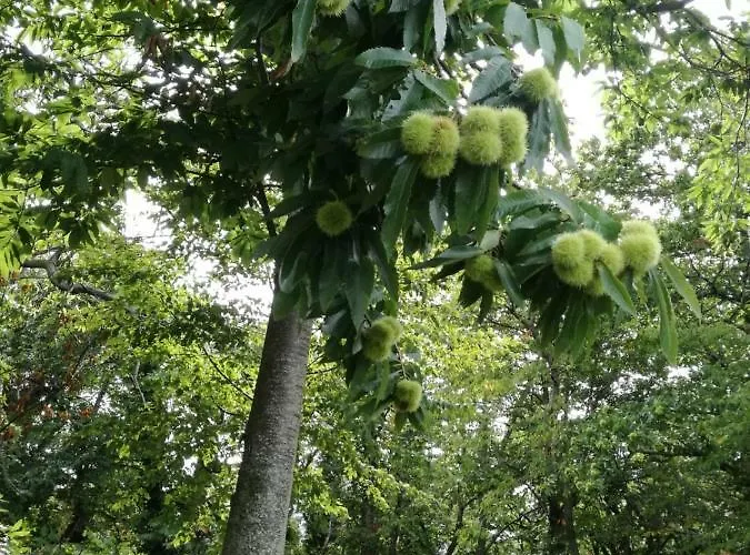 Il Castagneto Bed & Breakfast 3*